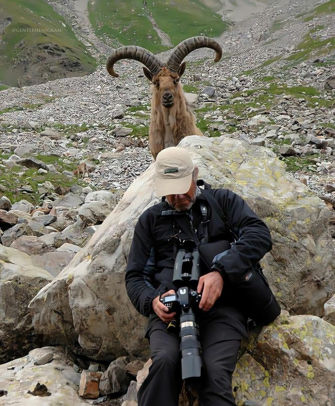 Подкрался незаметно - Фотография, Фотограф, Reddit, Козел, Животные