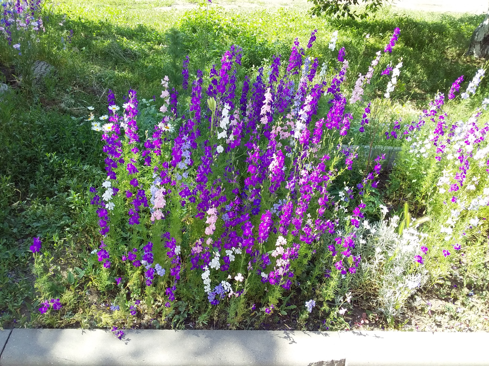 I ask flower lovers for help - My, Moscow region, beauty