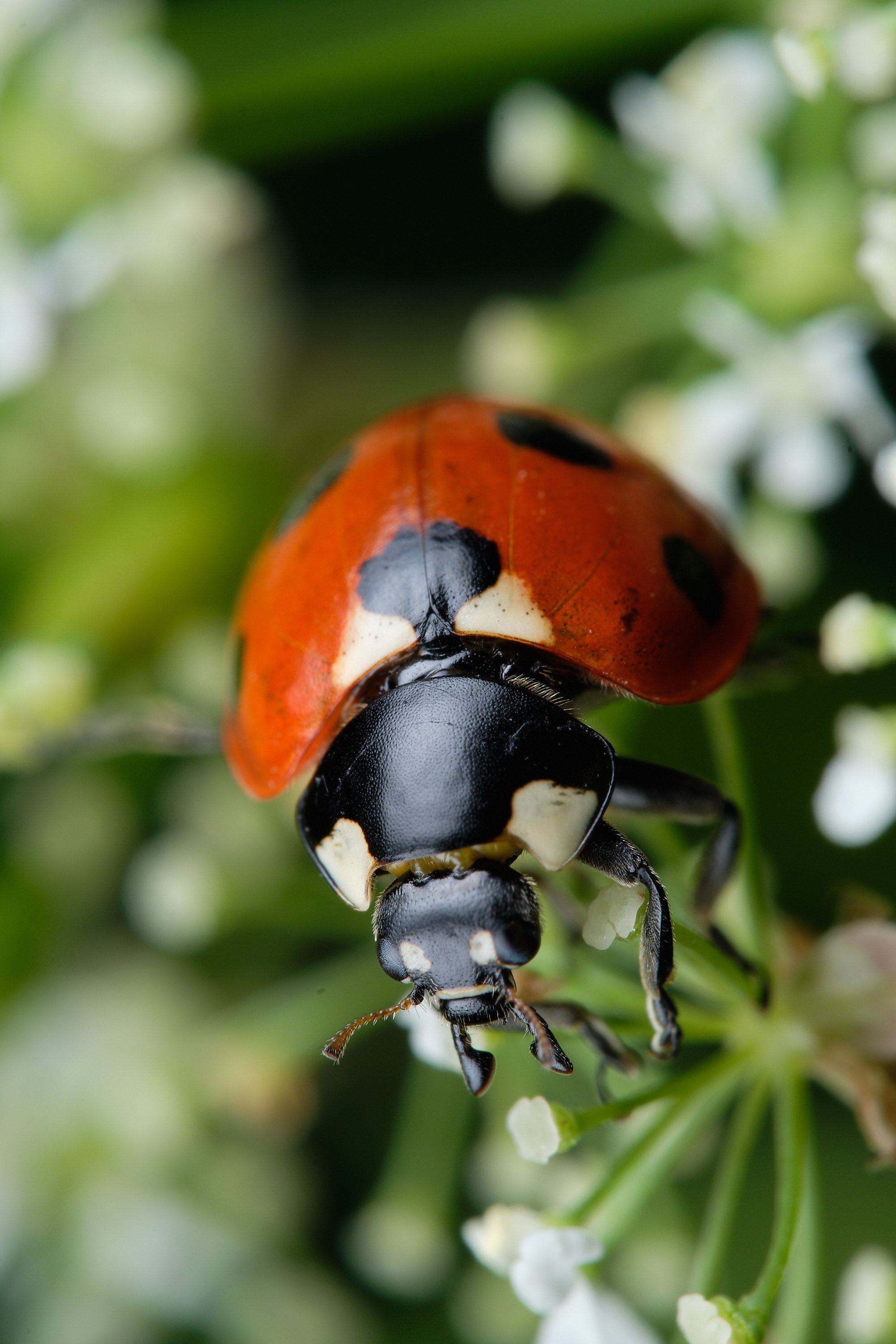 Ladybug - My, The photo, Macro photography, Insects, ladybug, Longpost