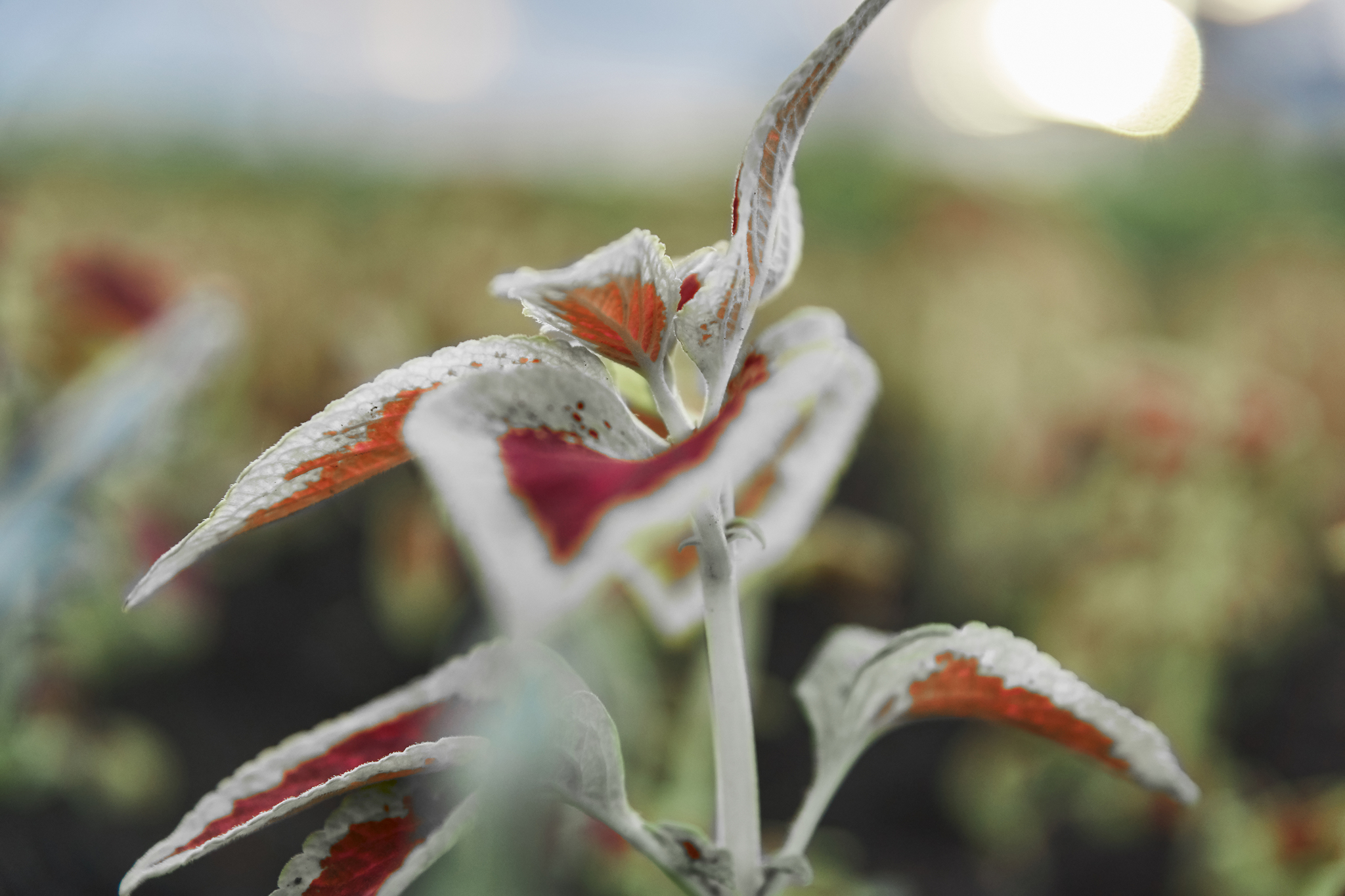 Poor photographer #1 - My, Flowers, Sony a77, Capture One, The photo, Coleus