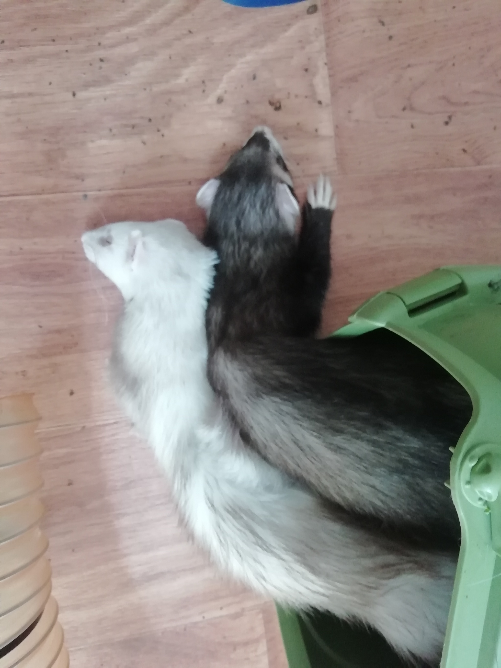 Their hammock fell out - My, Ferret, Milota, Pets, Dream