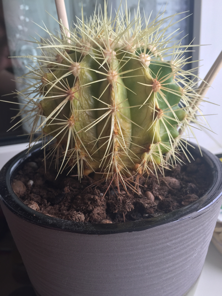 Save the cactus - My, Cactus, Plants