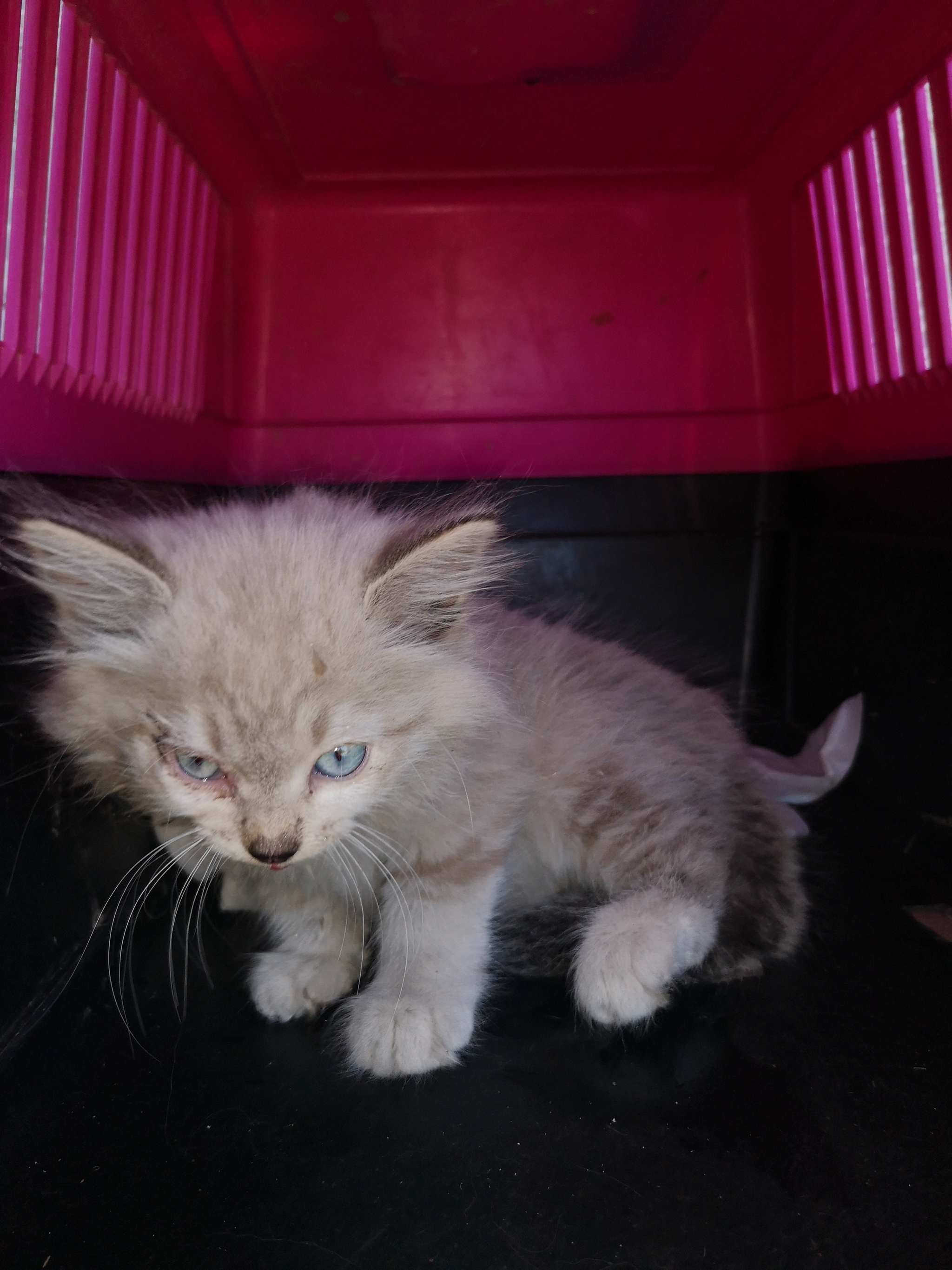 Котоленд. Красивая девочка в поисках дома - Моё, Кот, Приют Котоленд, В добрые руки, Приют, Помощь, Без рейтинга, Длиннопост