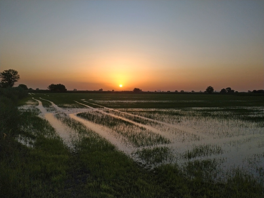 Do you know what rice paddies look like? - My, Rice, Field, Republic of Adygea, Krasnodar, Сельское хозяйство, sights, Longpost