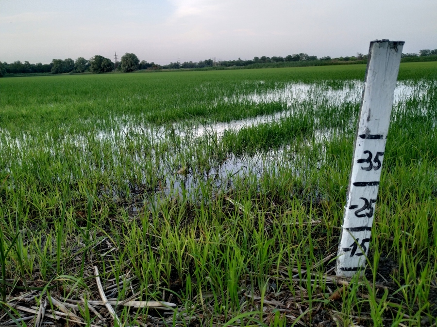 Do you know what rice paddies look like? - My, Rice, Field, Republic of Adygea, Krasnodar, Сельское хозяйство, sights, Longpost