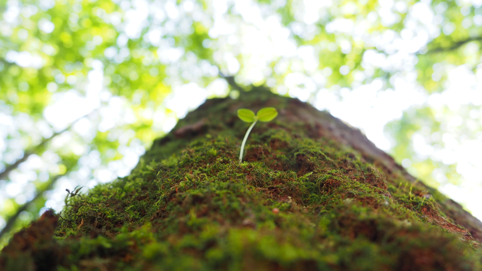 Sunday photo #1 - My, The photo, Olympus, Olympus OM-D e-m10, The park, Bitsevsky Park, Amateur photography, Longpost