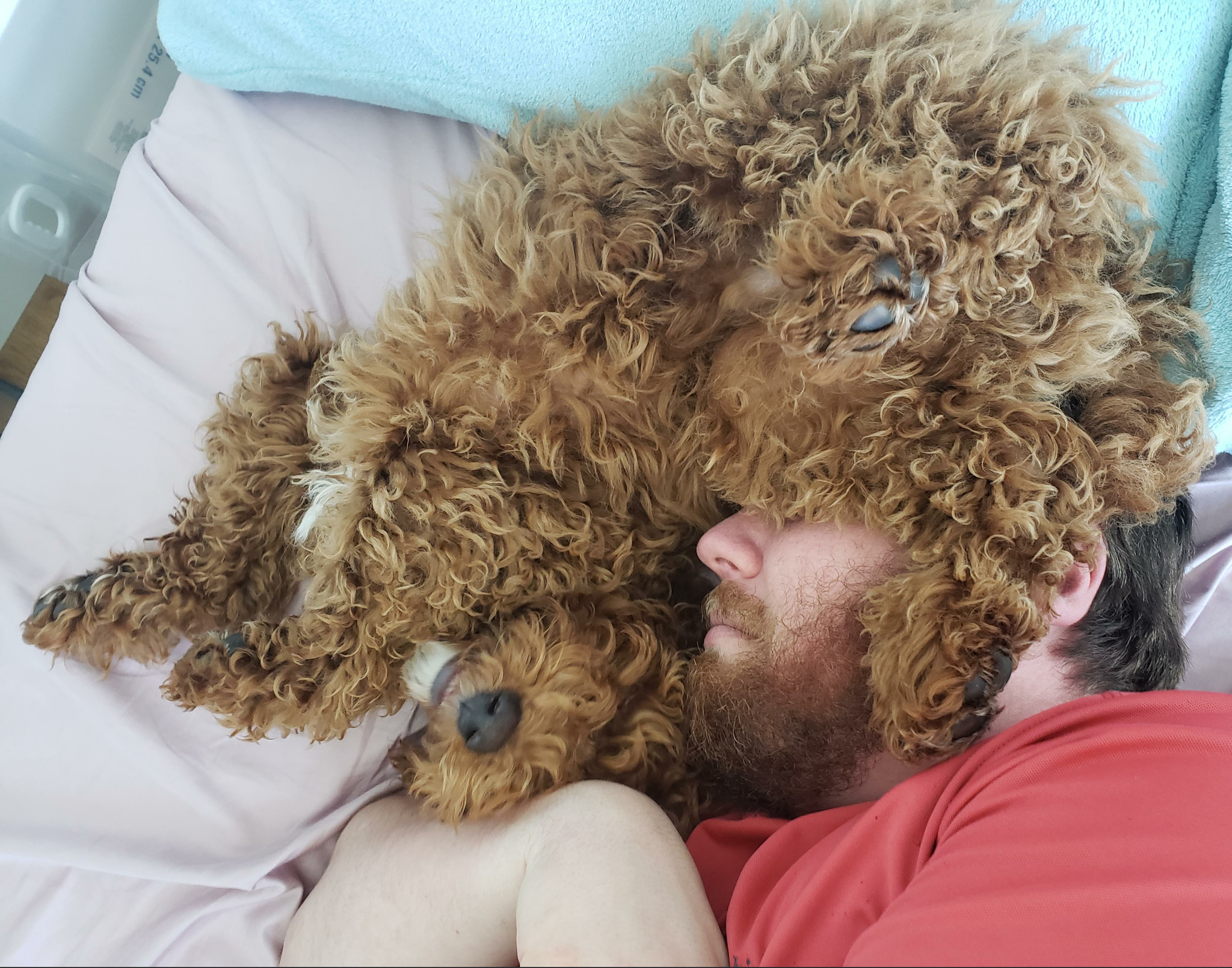 “After 3 years, I persuaded my husband to get a dog. He agreed on the condition that the puppy should not climb on the bed. Now I see this every morning.” - The photo, Animals, Dog, Dream, Husband, Wife, Reddit