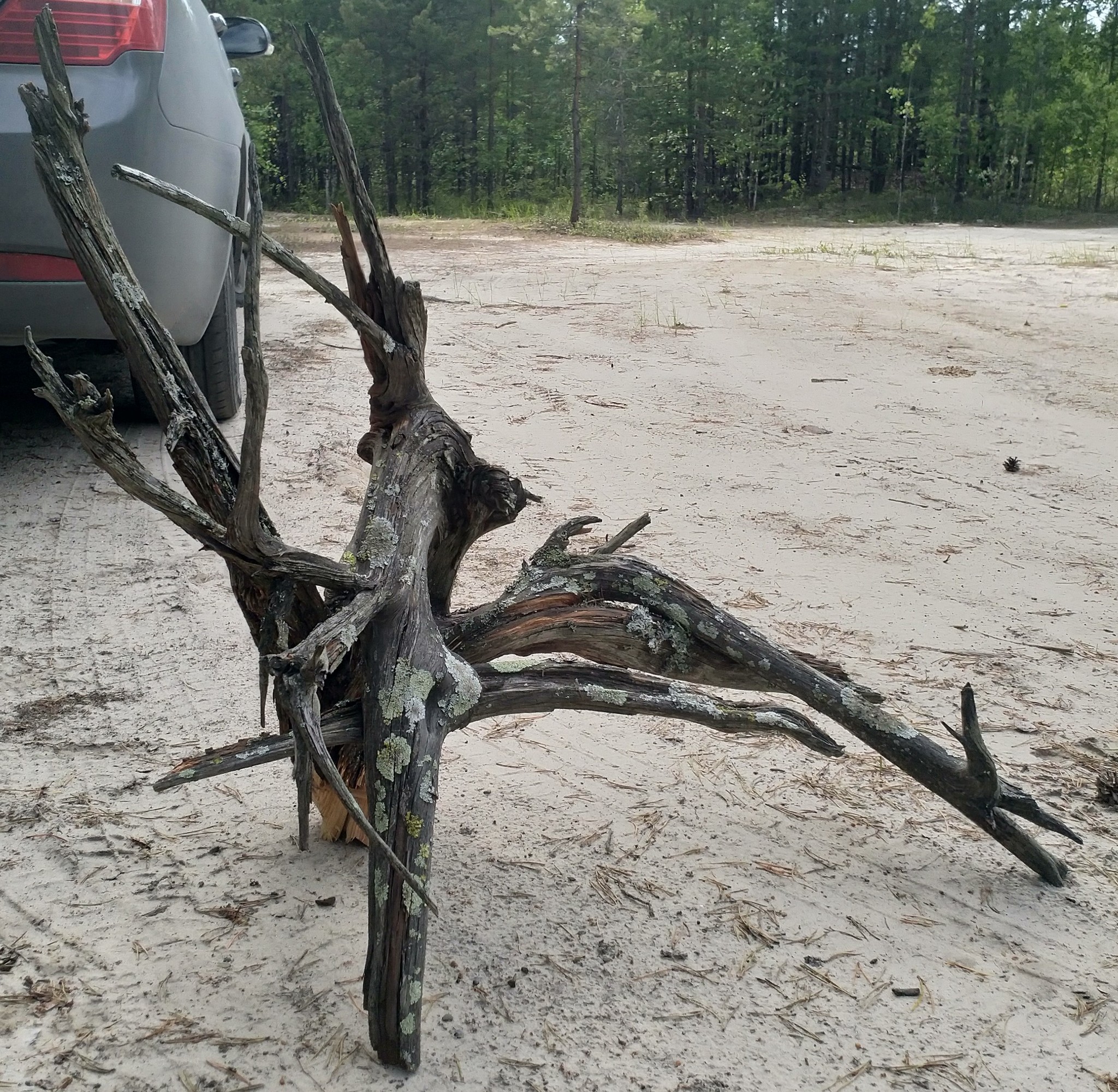 New driftwood for the aquarium - My, Aquarium, Snag, Longpost