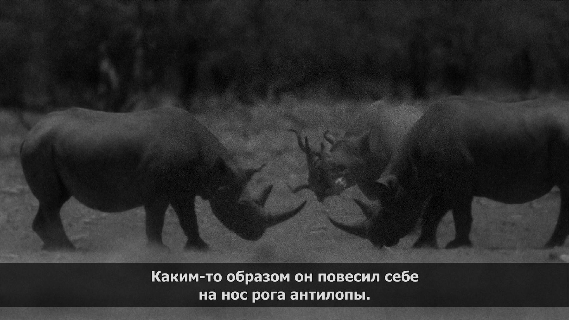 Savvy - Serials, Africa, Rhinoceros, Storyboard, 2013, Animals, Longpost