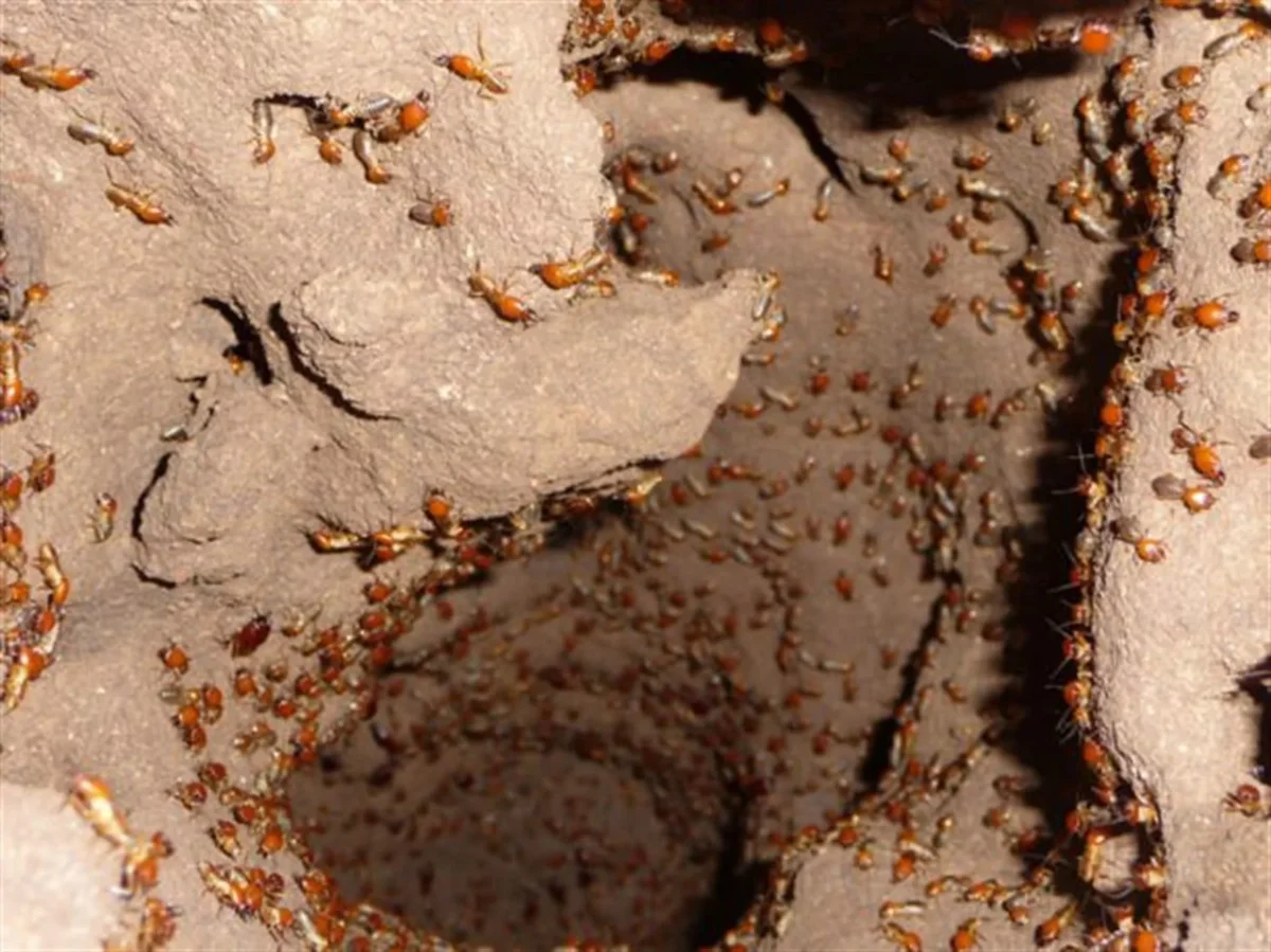 Termites: Ants are a pathetic parody, but ancient termites blow your mind with their perfection - Termites, Ants, Insects, Animals, Yandex Zen, Longpost