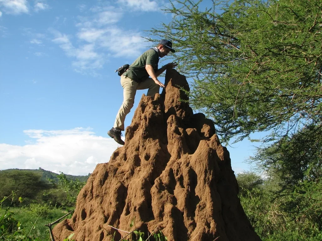 Termites: Ants are a pathetic parody, but ancient termites blow your mind with their perfection - Termites, Ants, Insects, Animals, Yandex Zen, Longpost