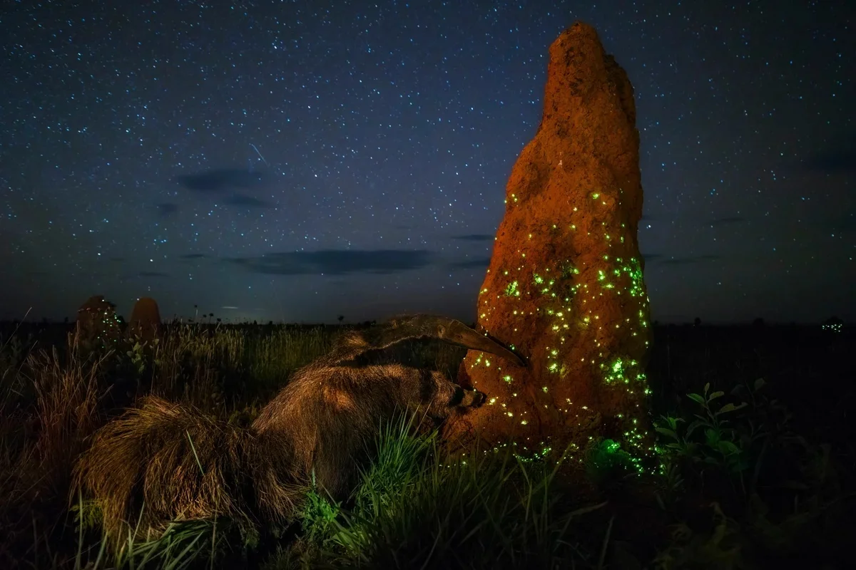 Termites: Ants are a pathetic parody, but ancient termites blow your mind with their perfection - Termites, Ants, Insects, Animals, Yandex Zen, Longpost