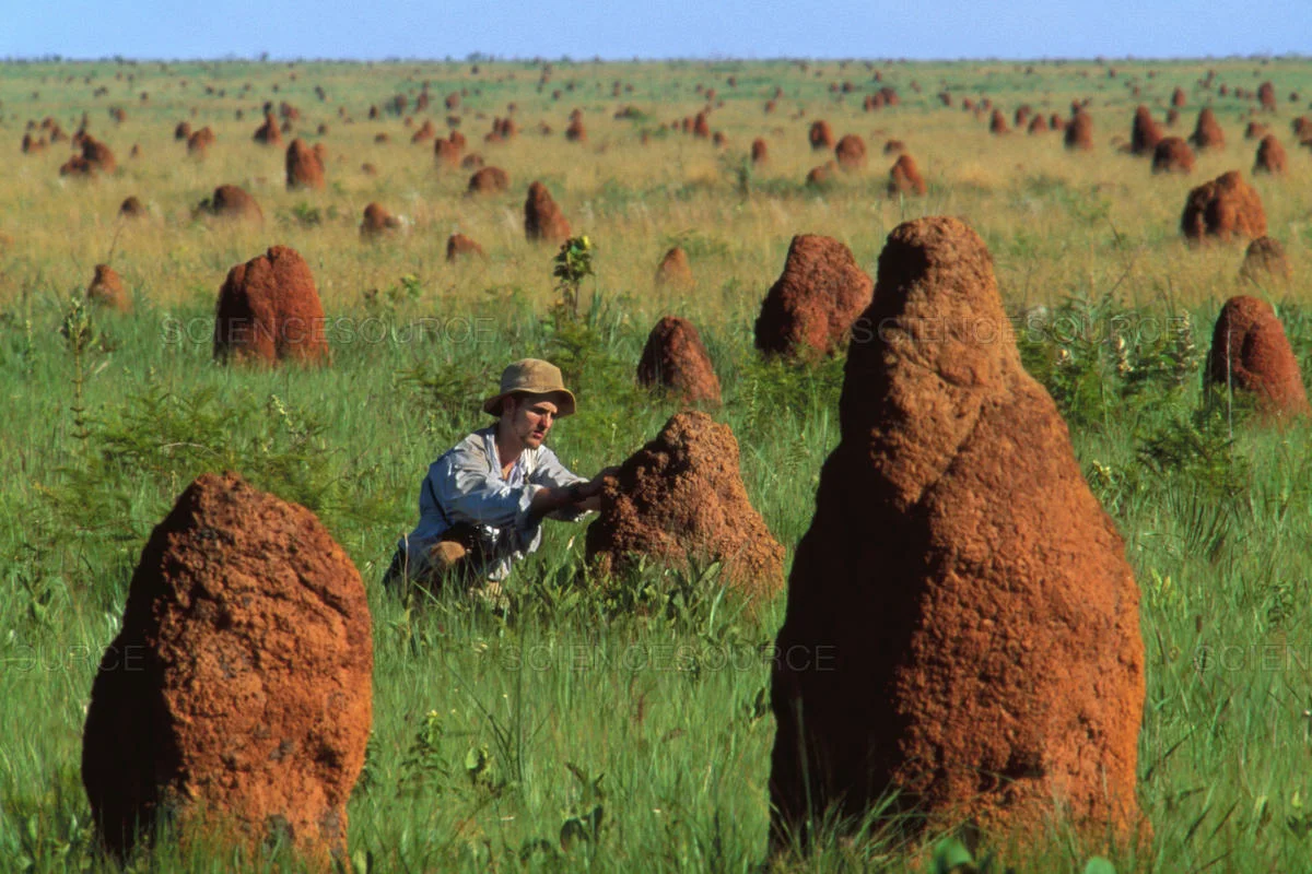 Termites: Ants are a pathetic parody, but ancient termites blow your mind with their perfection - Termites, Ants, Insects, Animals, Yandex Zen, Longpost