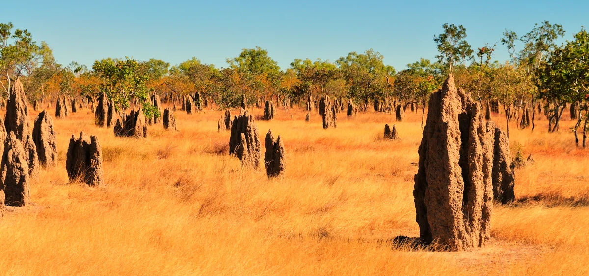 Termites: Ants are a pathetic parody, but ancient termites blow your mind with their perfection - Termites, Ants, Insects, Animals, Yandex Zen, Longpost