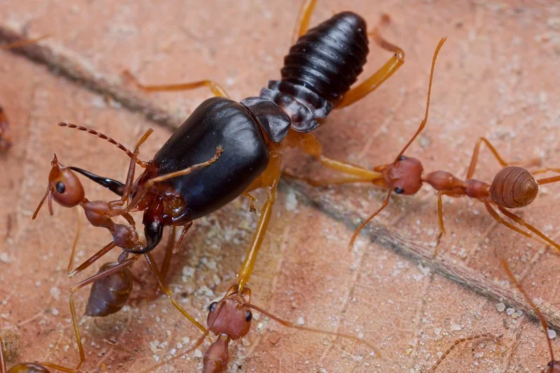 Termites: Ants are a pathetic parody, but ancient termites blow your mind with their perfection - Termites, Ants, Insects, Animals, Yandex Zen, Longpost