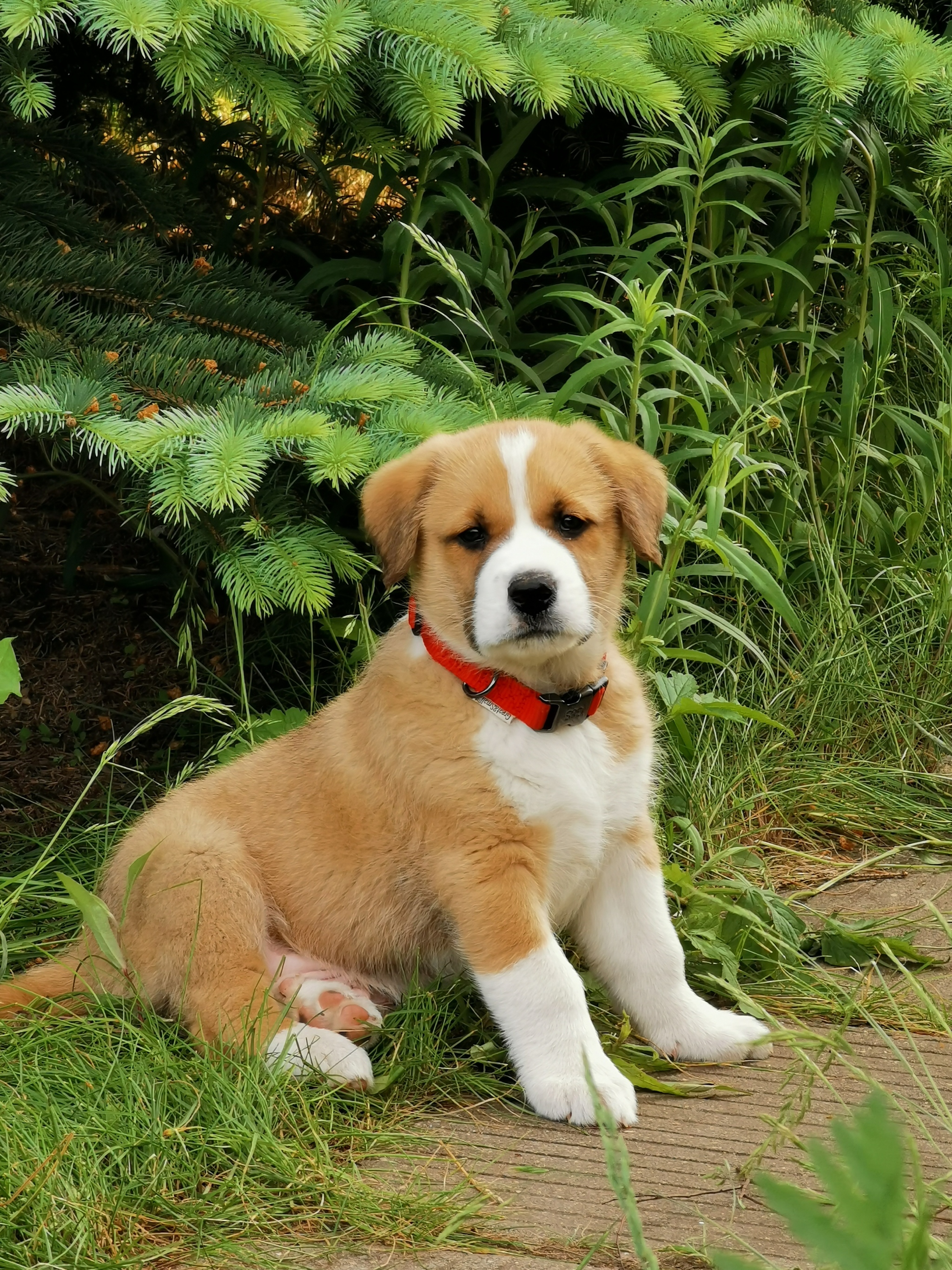 Good boy Martin)) - My, Dog, Pets, Animals, Longpost