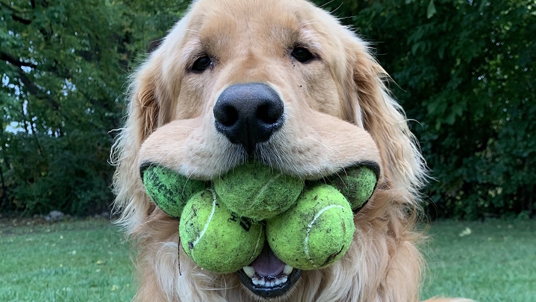 Record holder for holding balls in mouth - Longpost, Guinness Book of Records, Record, Dog