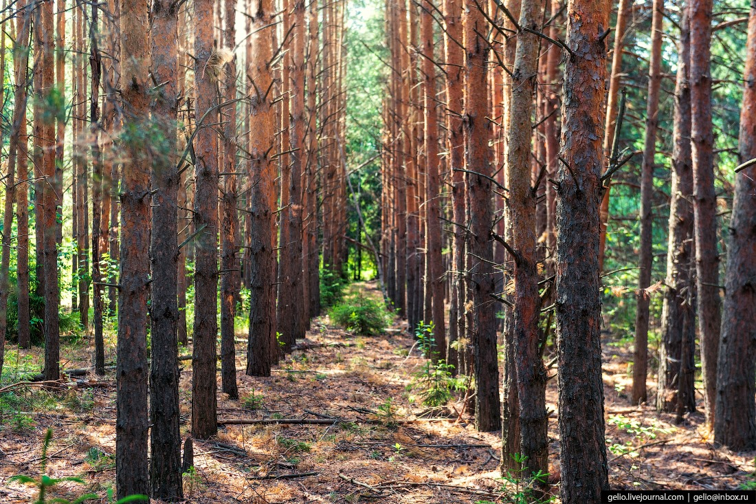 LENIN from pines and spruces - Lenin, Geoglyphs, Pine, Longpost