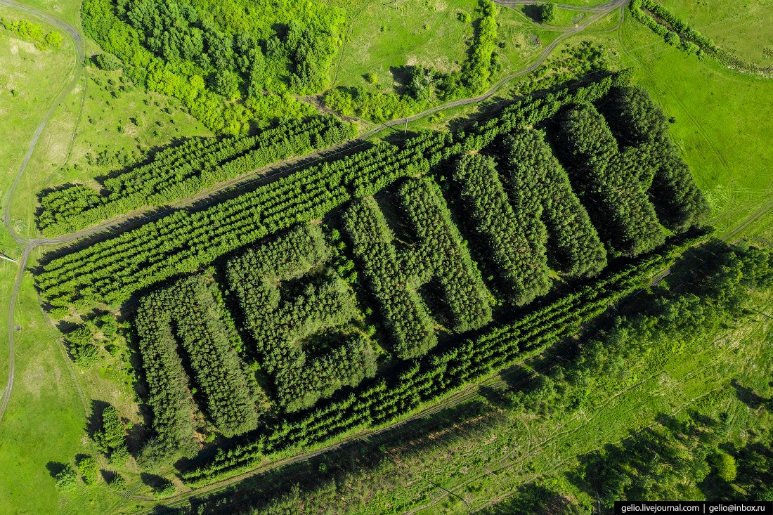 LENIN from pines and spruces - Lenin, Geoglyphs, Pine, Longpost