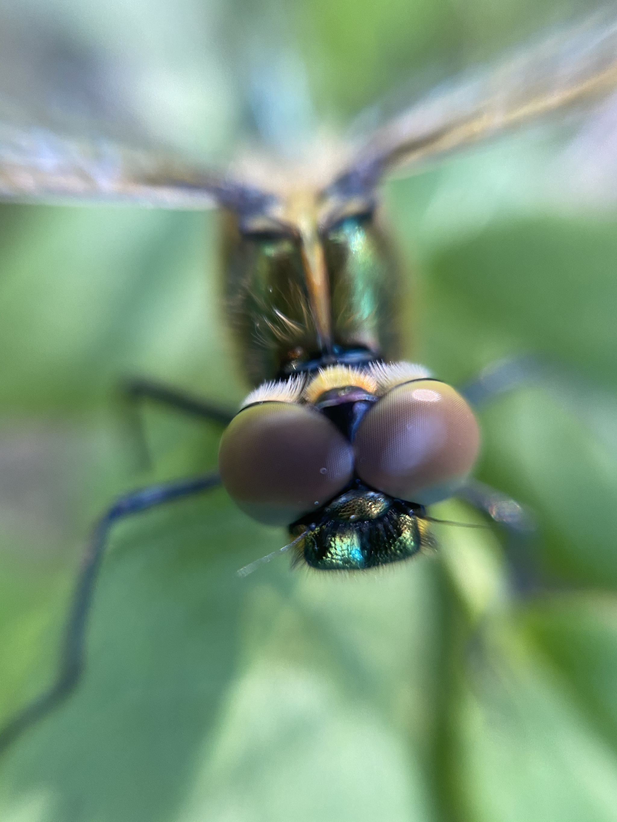 The dragonfly that pretends to be a wolf from “Well, Just Wait” - My, Insects, Dragonfly, It seemed, The photo, Longpost