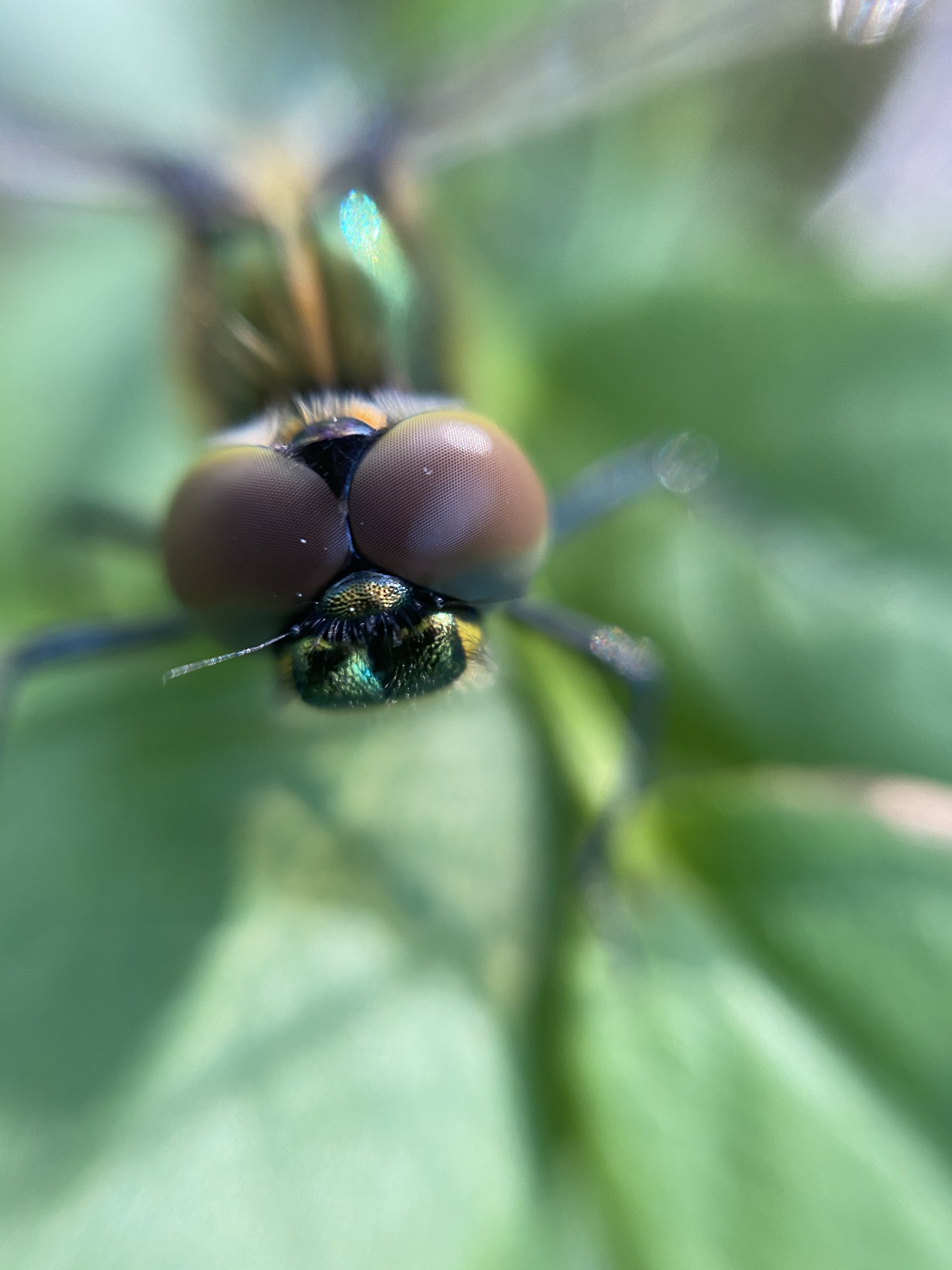 The dragonfly that pretends to be a wolf from “Well, Just Wait” - My, Insects, Dragonfly, It seemed, The photo, Longpost