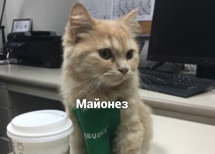 Coffee - cat, Picture with text, Longpost