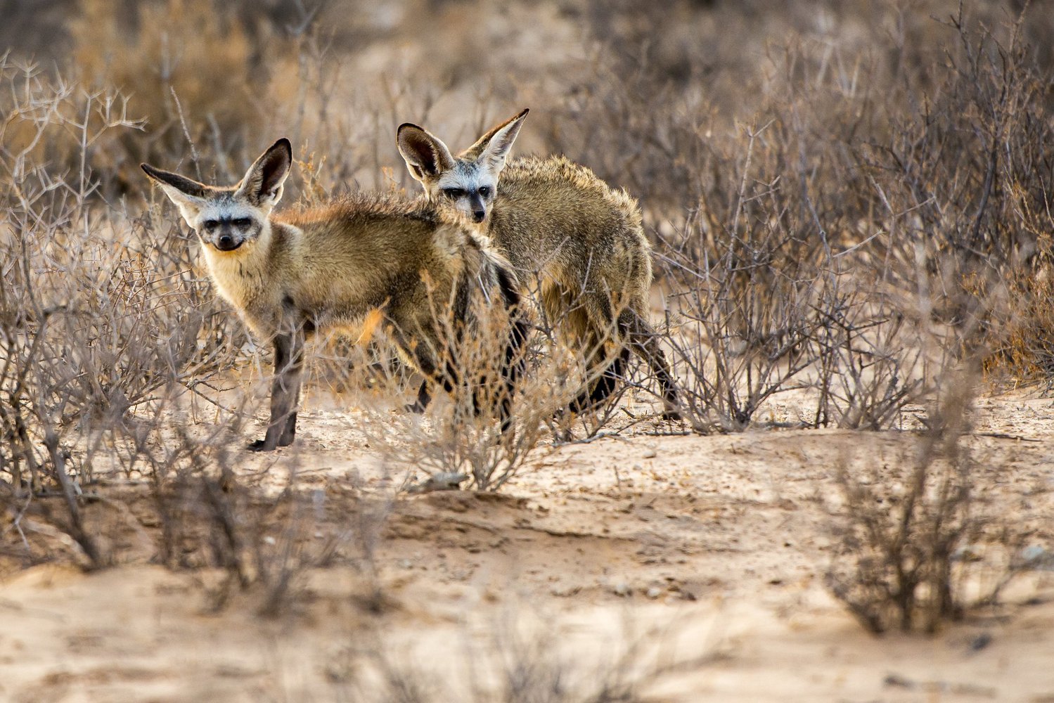 Big-eared fox - The national geographic, Africa, Wild animals, Video, Longpost, Animals, Big-eared fox, Fox