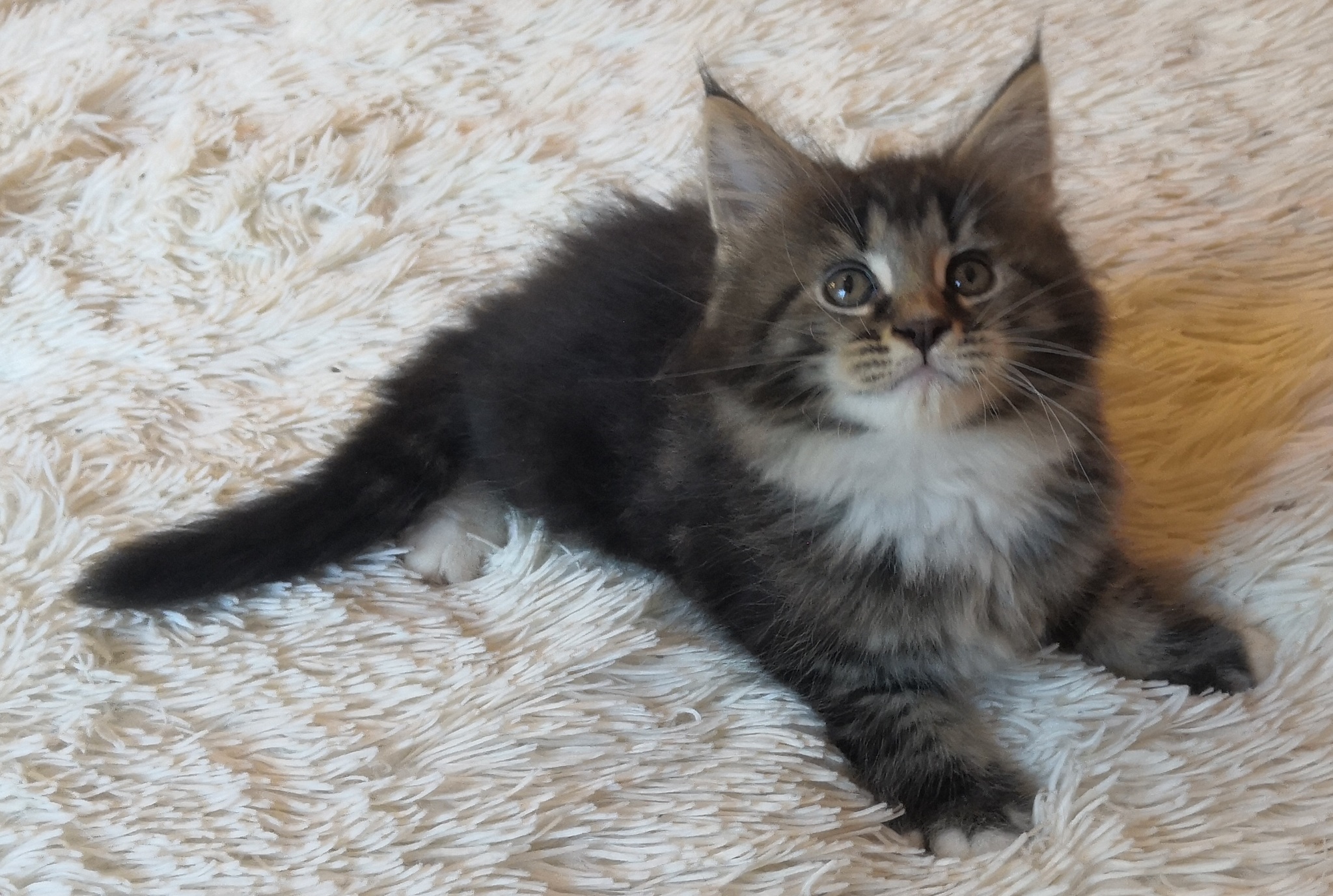 Surprise - Kittens, In good hands, Unexpected, Maine Coon, Longpost, cat, Moscow region, Monino, No rating