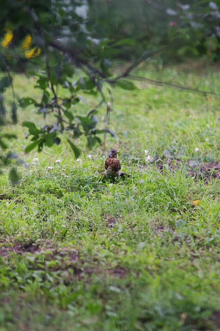 What kind of bird - My, Birds, Songbirds, Ornithology, Ornithology League, Nature, What kind of bird?, Longpost