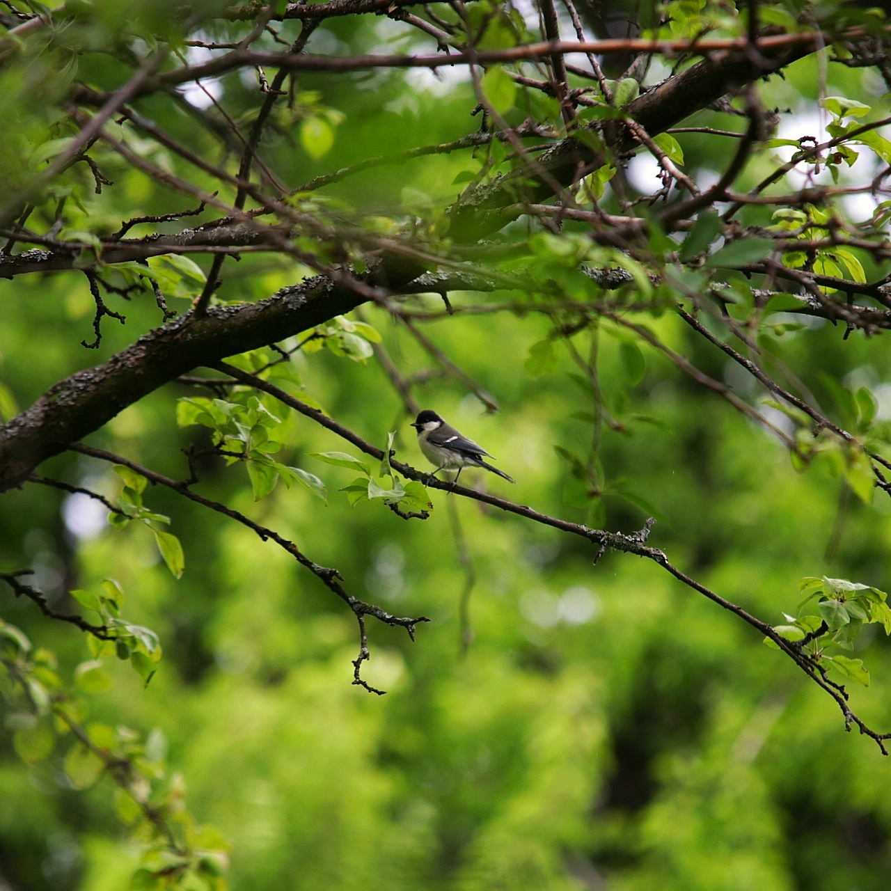 What kind of bird - My, Birds, Songbirds, Ornithology, Ornithology League, Nature, What kind of bird?, Longpost