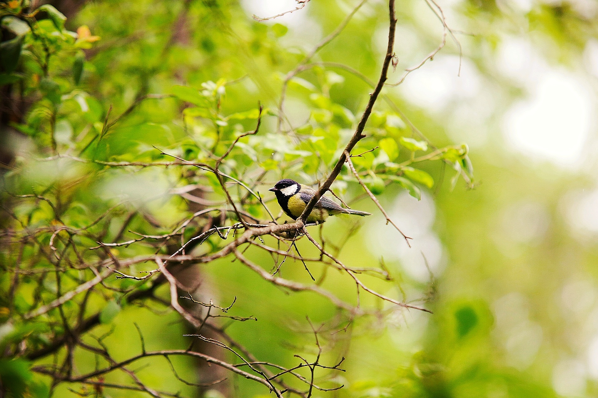 What kind of bird - My, Birds, Songbirds, Ornithology, Ornithology League, Nature, What kind of bird?, Longpost