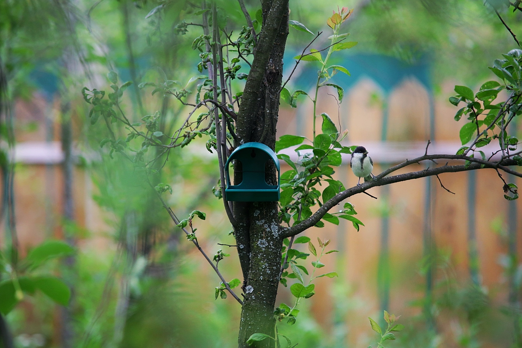 What kind of bird - My, Birds, Songbirds, Ornithology, Ornithology League, Nature, What kind of bird?, Longpost