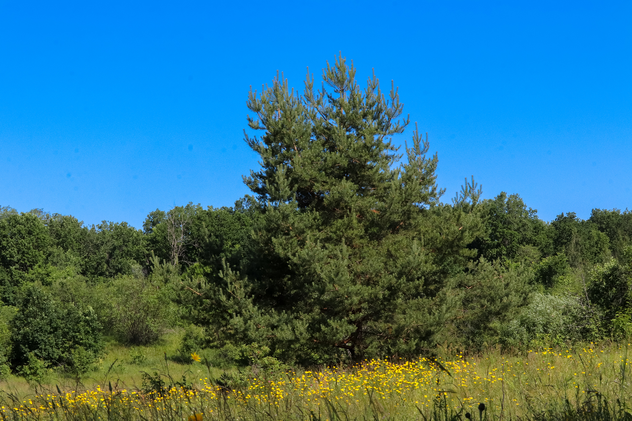 Landscape - My, Mobile photography, Landscape, Nature, Huawei mate 20, Longpost