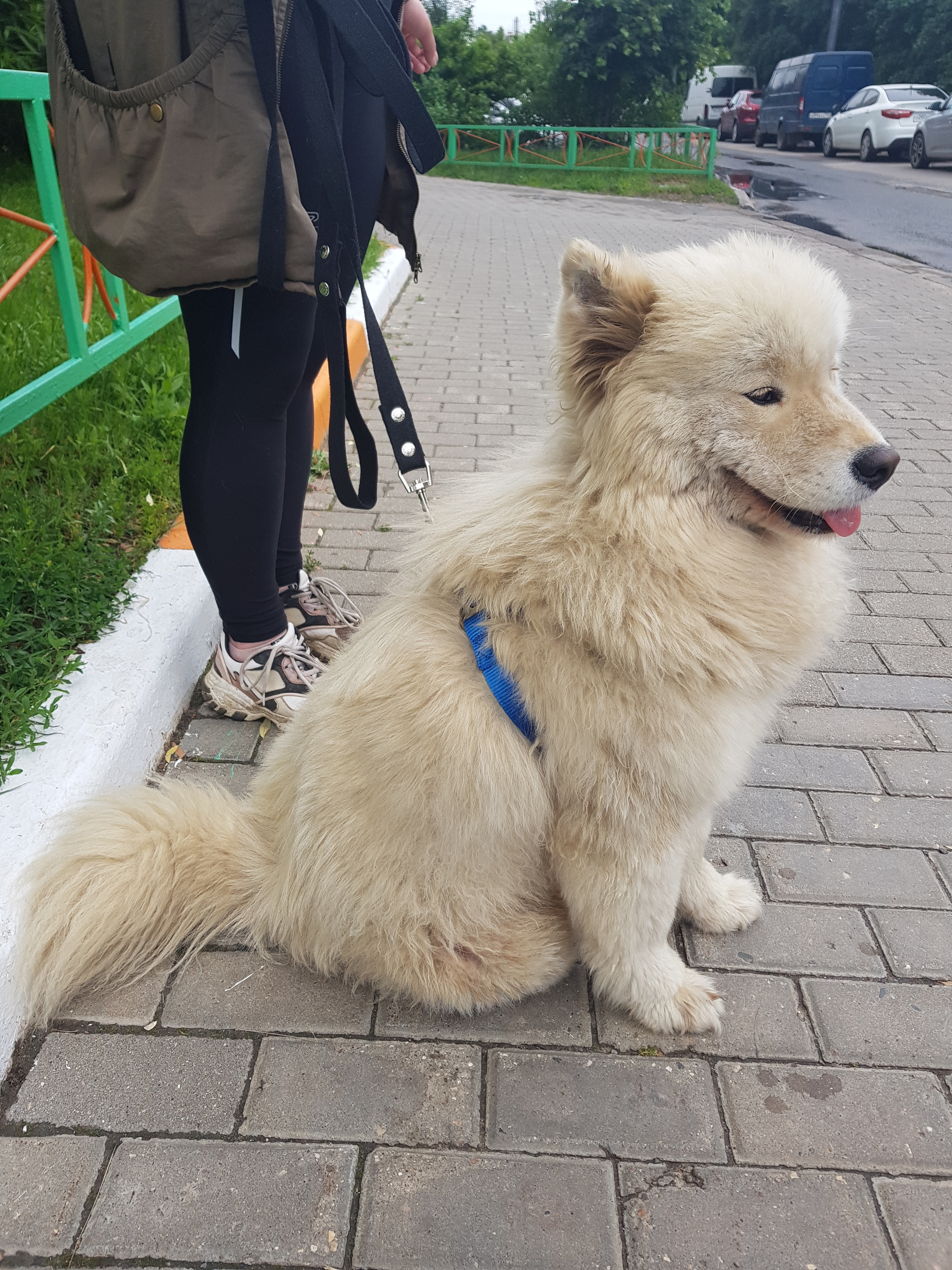 The dog was found. Samoyed girl in the area of ??Zheleznodorozhny MO - Lost, Dog, Samoyed, The dog is missing, No rating, Longpost, Moscow region, Zheleznodorozhny city, Found a dog