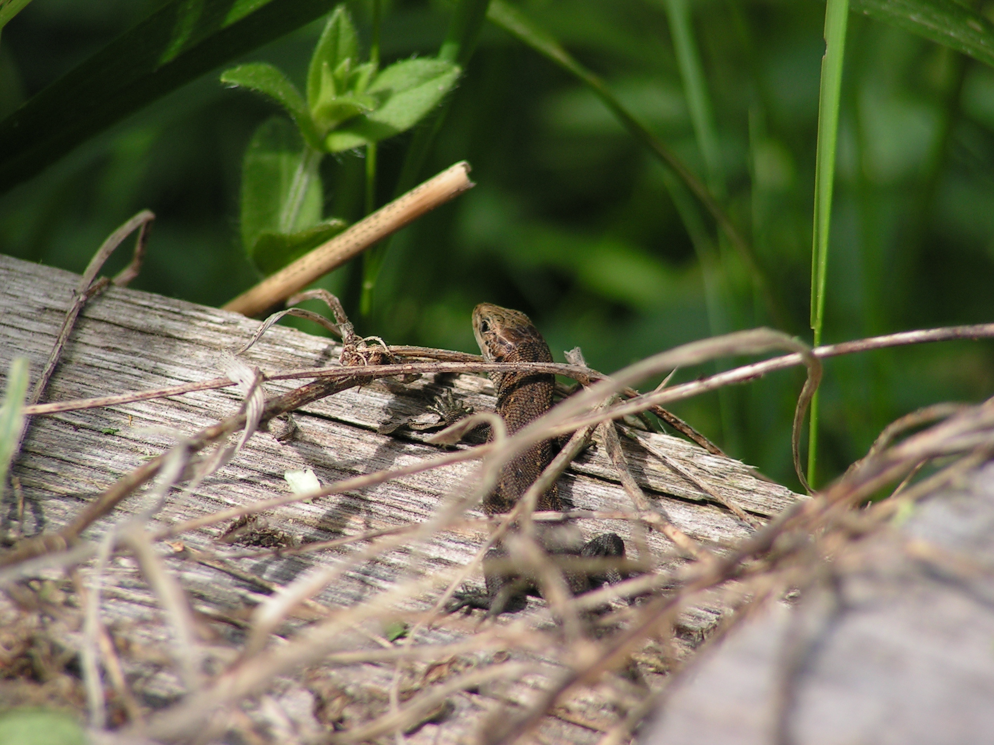 A piece of country summer - My, Summer, Dacha, Nature, Longpost