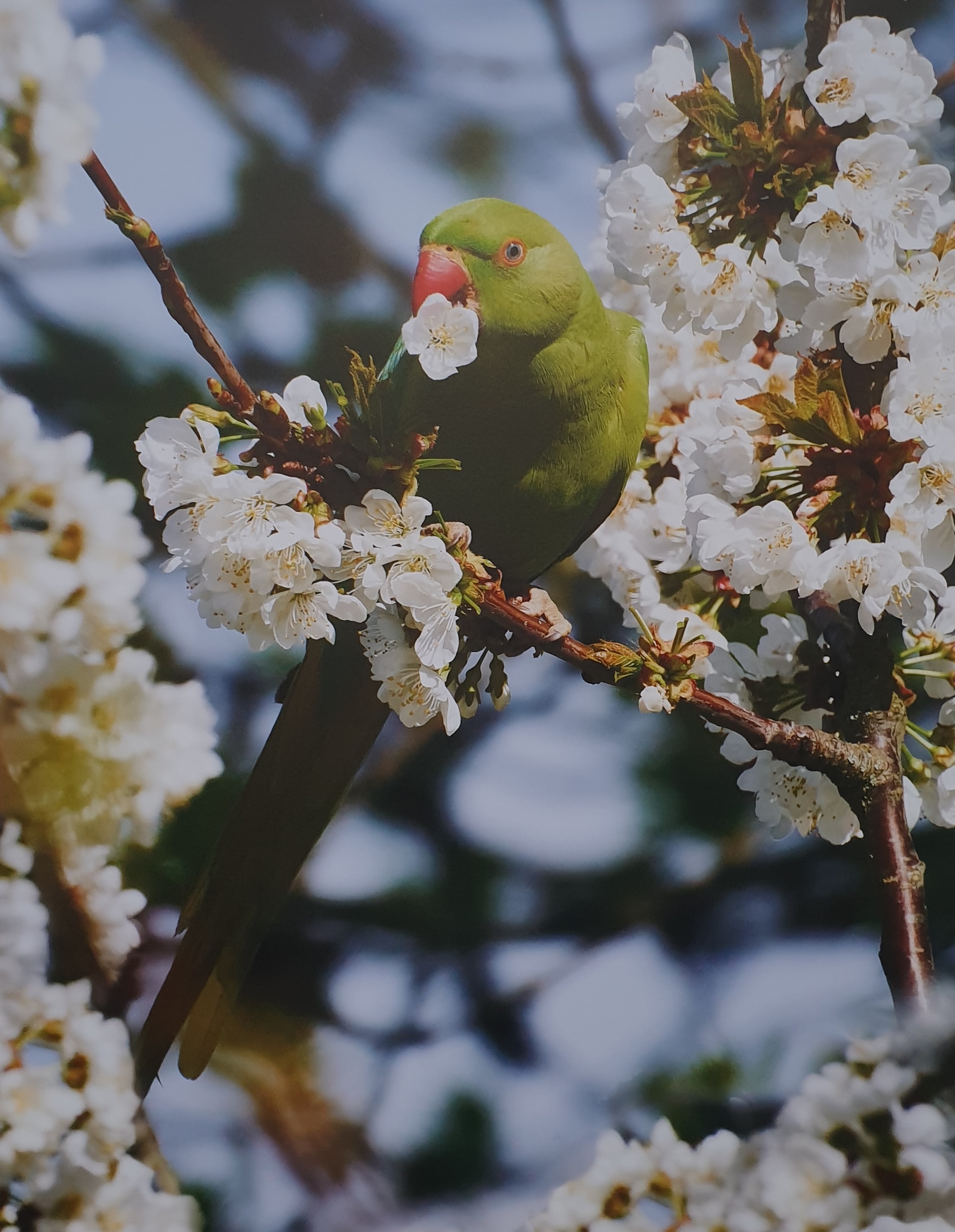 Green parrots eat cherries - My, Animals, Nature, Unusual, A parrot, Birds, Cherries, Longpost