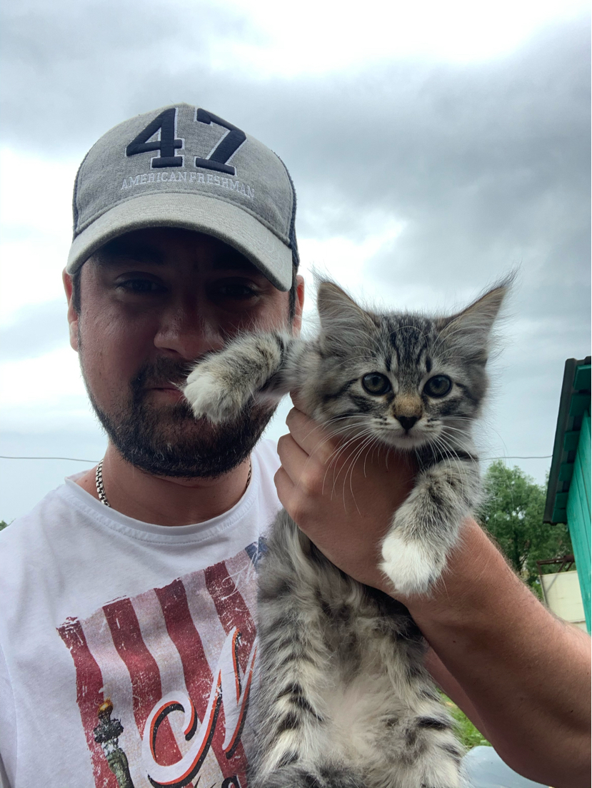 There are kittens, 2 of these and 2 black with white paws. OK - My, cat, Kittens, Moscow region, Zaraysk, In good hands