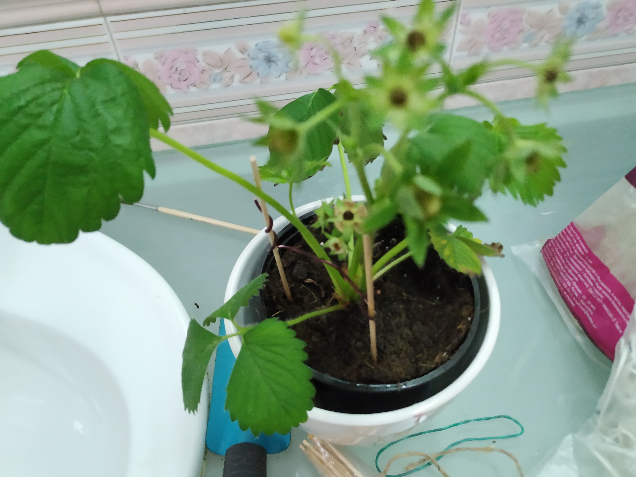 I don’t know why, but now I have homemade strawberries :) #2 - My, Strawberry (plant), Growing, Longpost, Vegetable garden on the windowsill, Plants