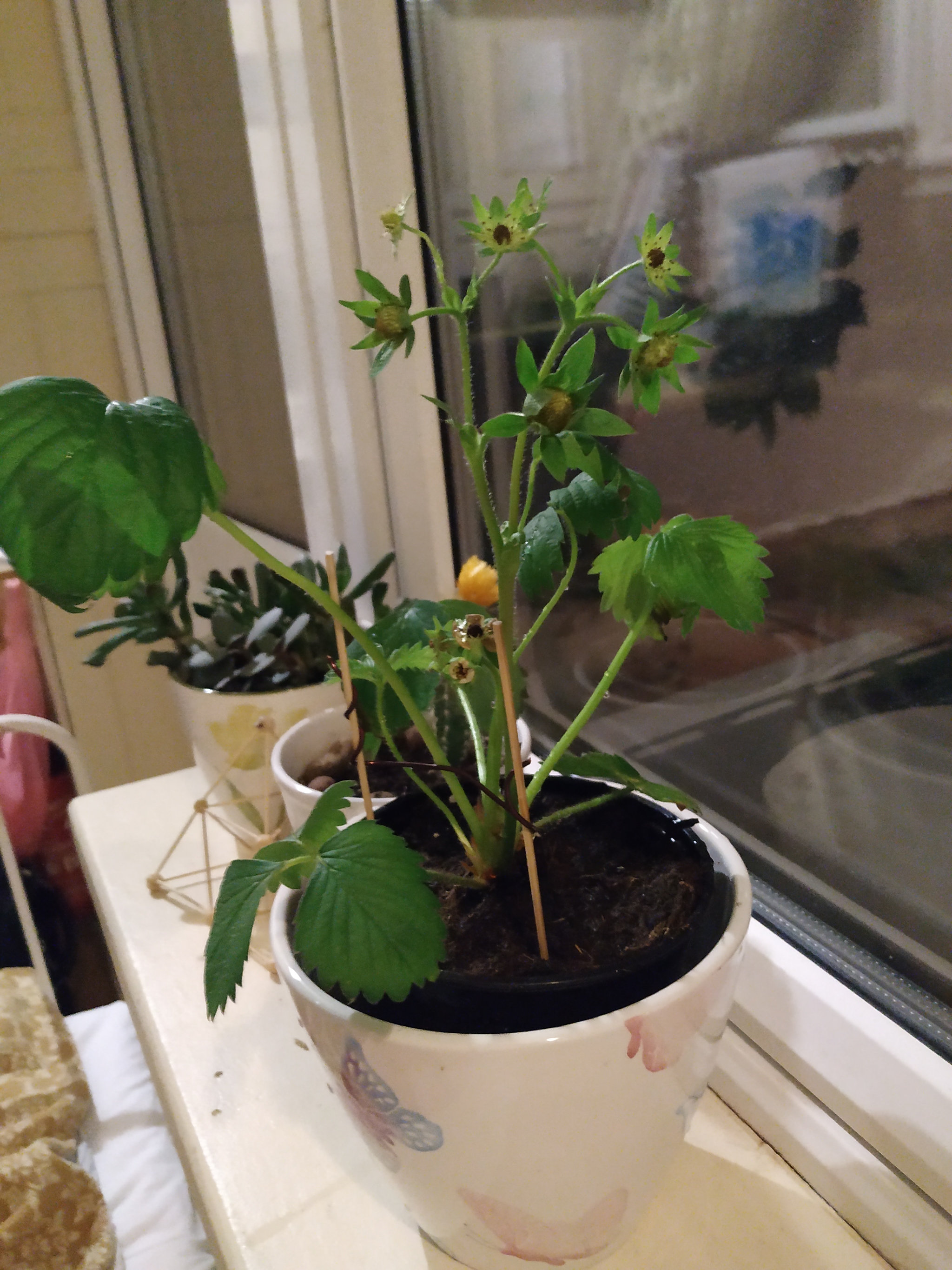 I don’t know why, but now I have homemade strawberries :) #2 - My, Strawberry (plant), Growing, Longpost, Vegetable garden on the windowsill, Plants