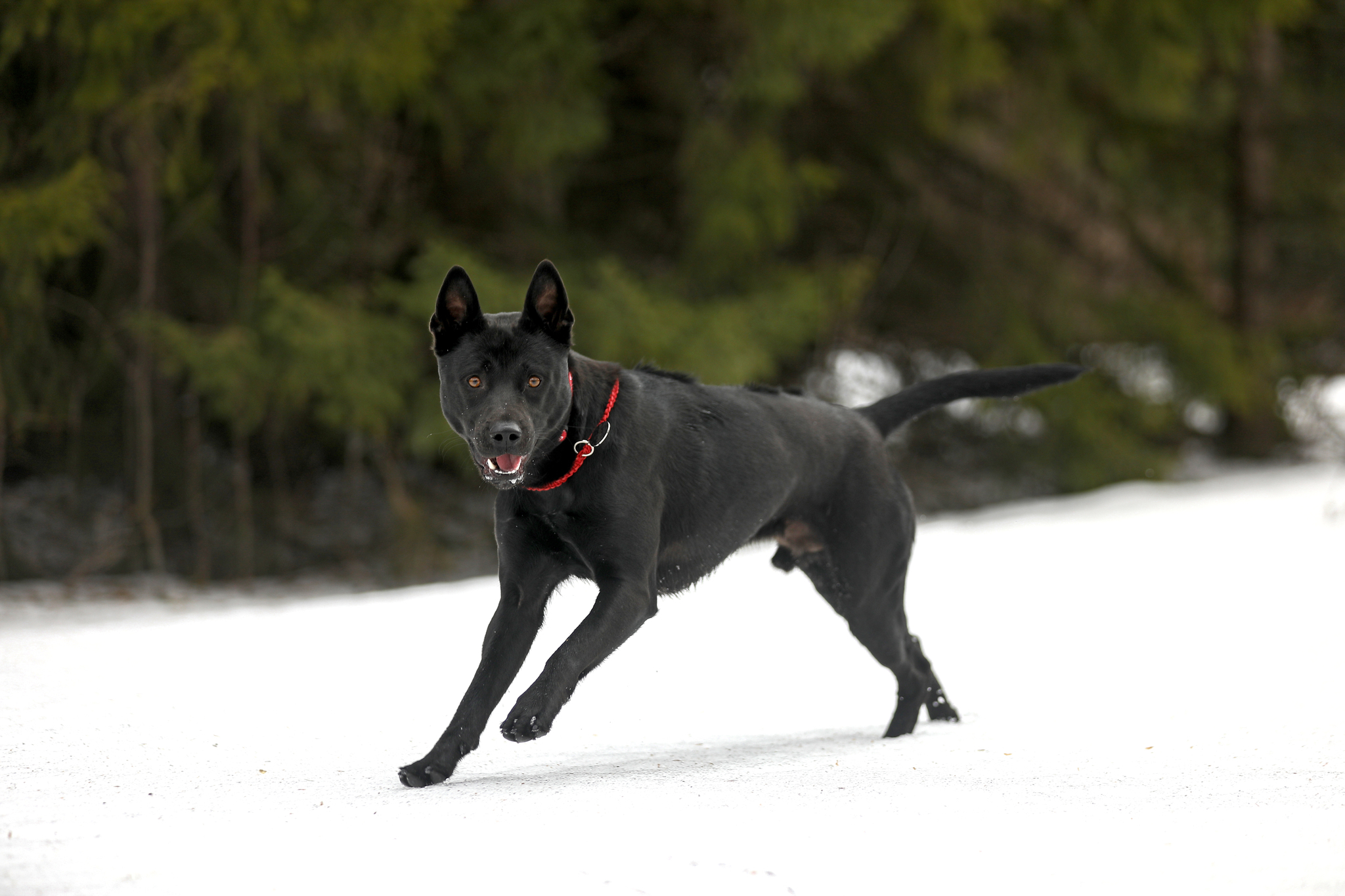 Counting money like an adult - My, Dog, Thai Ridgeback, Text, Care and maintenance, Longpost, Price