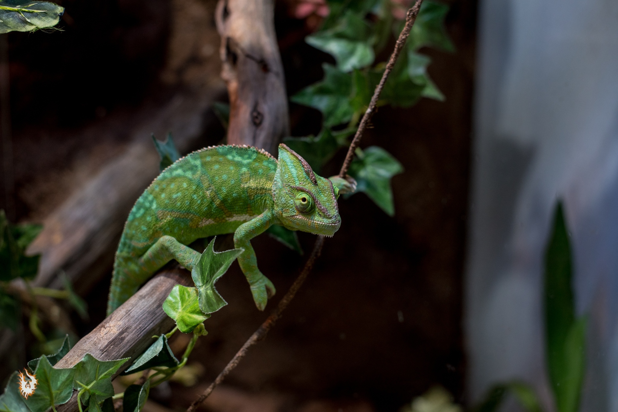 Dinosaurs and others - My, Bearded dragon, Chameleon, Lizard, Reptiles at home, Video, Longpost