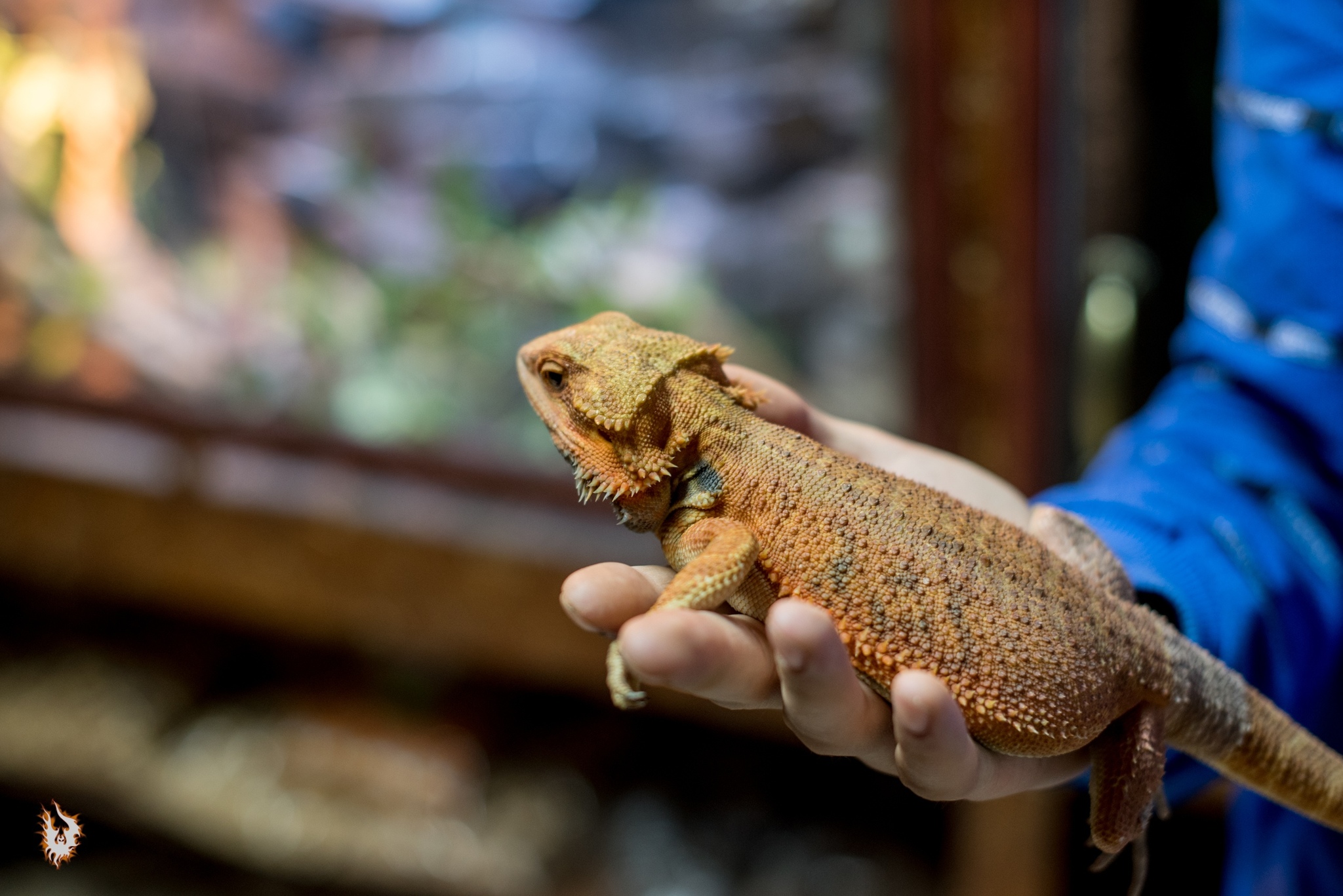 Dinosaurs and others - My, Bearded dragon, Chameleon, Lizard, Reptiles at home, Video, Longpost