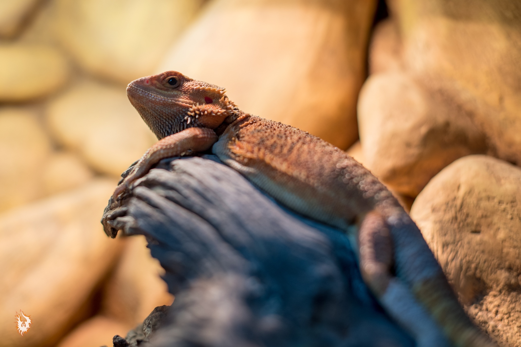 Dinosaurs and others - My, Bearded dragon, Chameleon, Lizard, Reptiles at home, Video, Longpost