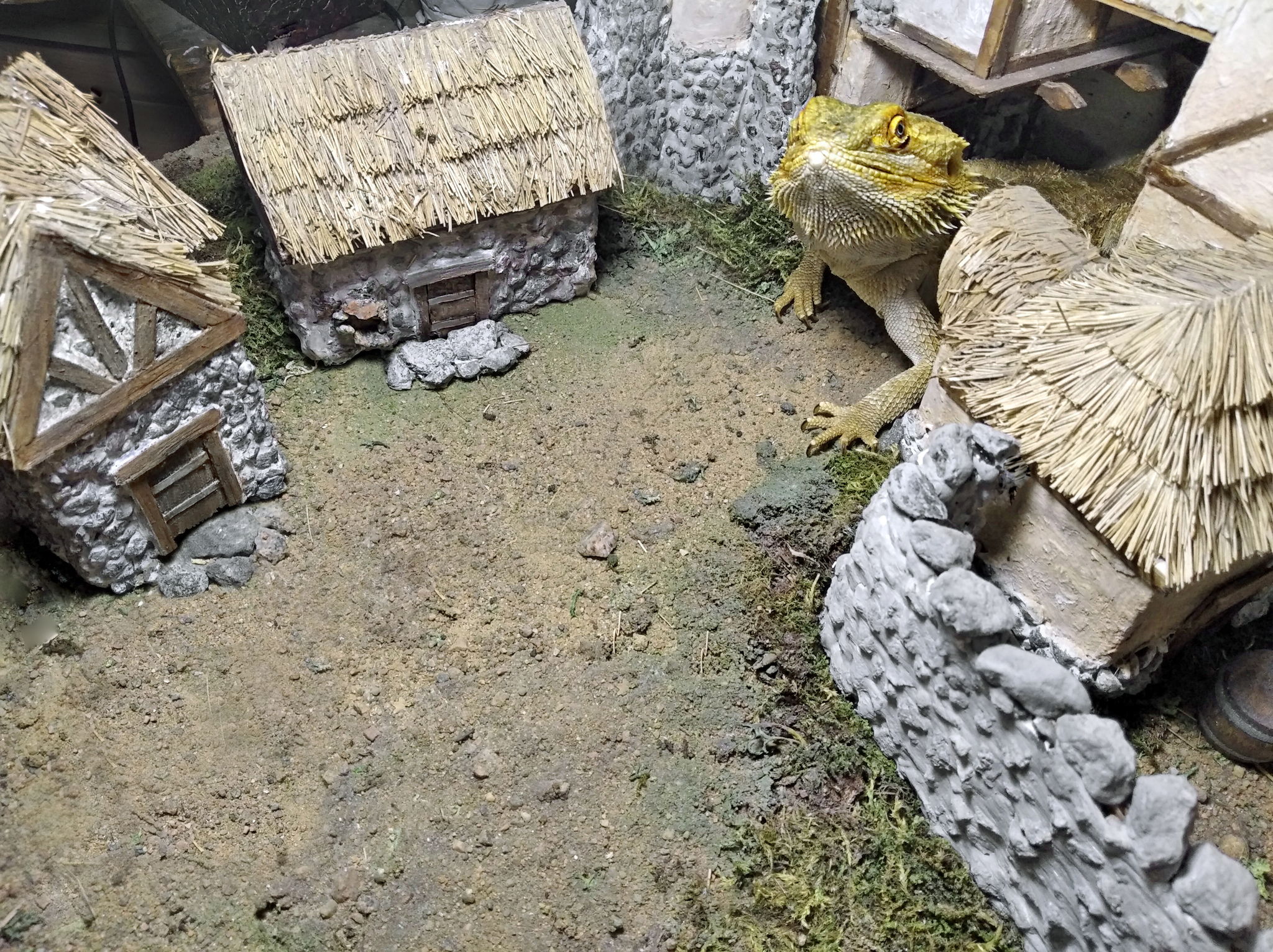 Dragon in Morrowind - My, Diorama, Miniature, The elder scrolls, The Elder Scrolls III: Morrowind, The Dragon, Bearded dragon, Handmade, Animals, Longpost