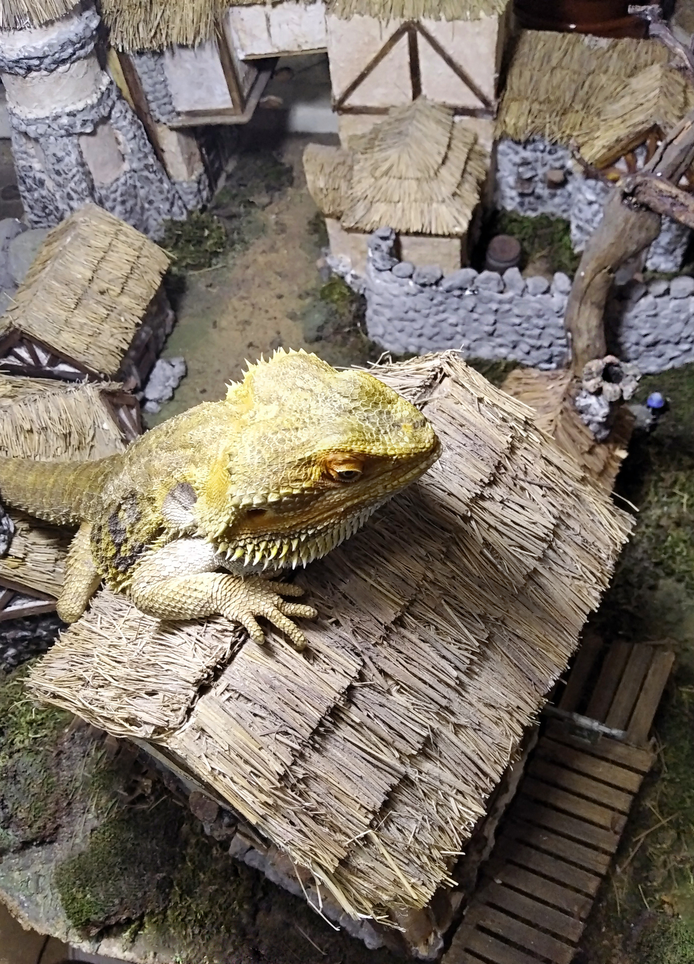 Dragon in Morrowind - My, Diorama, Miniature, The elder scrolls, The Elder Scrolls III: Morrowind, The Dragon, Bearded dragon, Handmade, Animals, Longpost