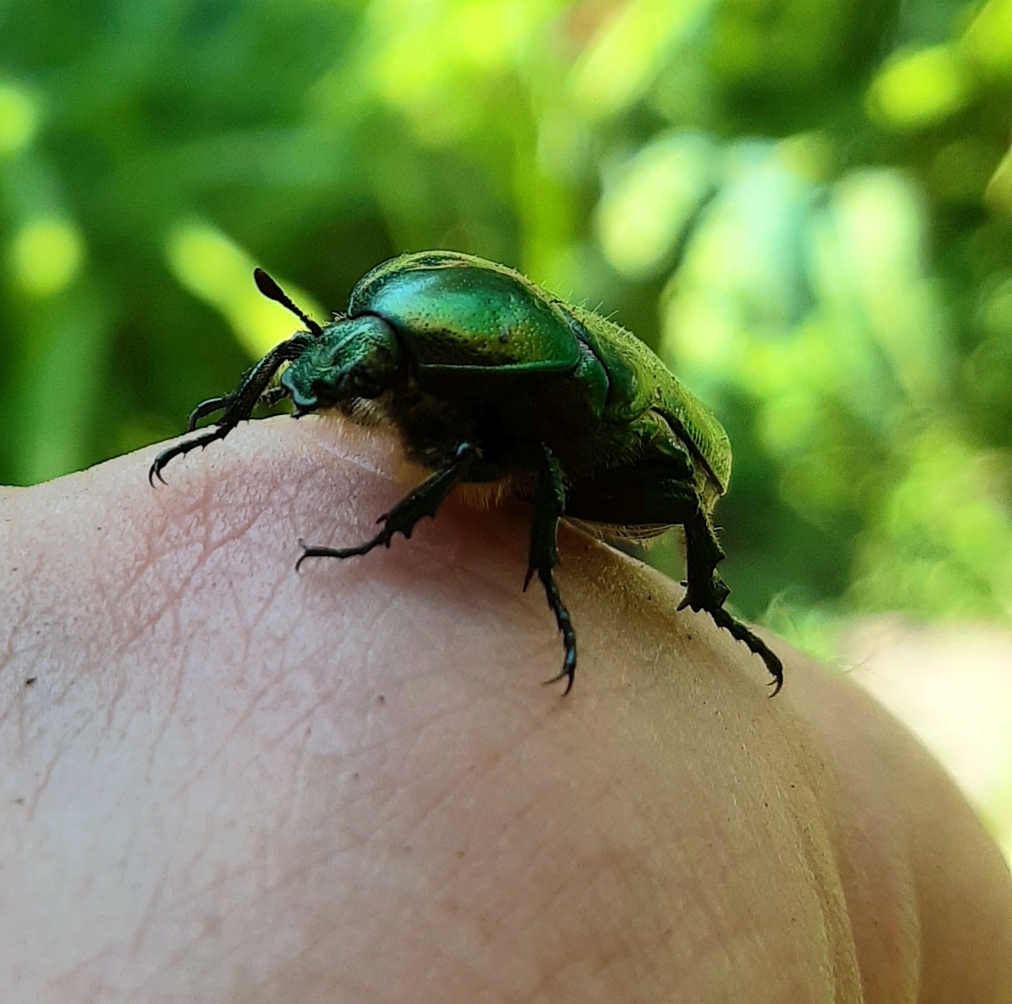 Summer Guest - My, Mobile photography, Photo on sneaker, Donetsk, Insects, Longpost, Bronzovka