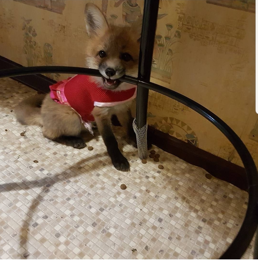 Dressed up and ready for a walk - My, Fox, Pets, Domestic fox, Longpost, Animals