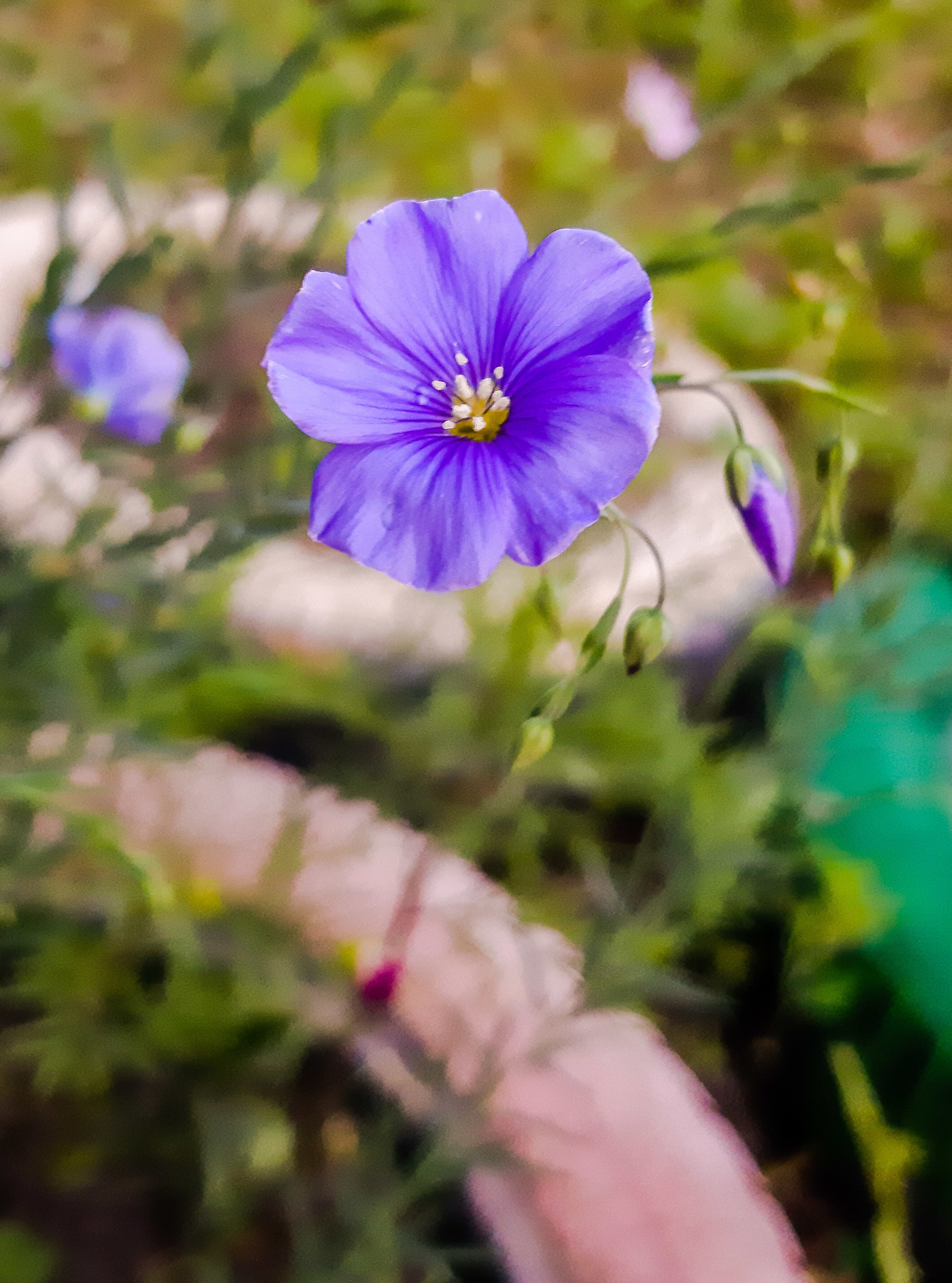 I'm tired of coming up with post titles :D - My, Flowers, Mound, Nature, Walk, Longpost