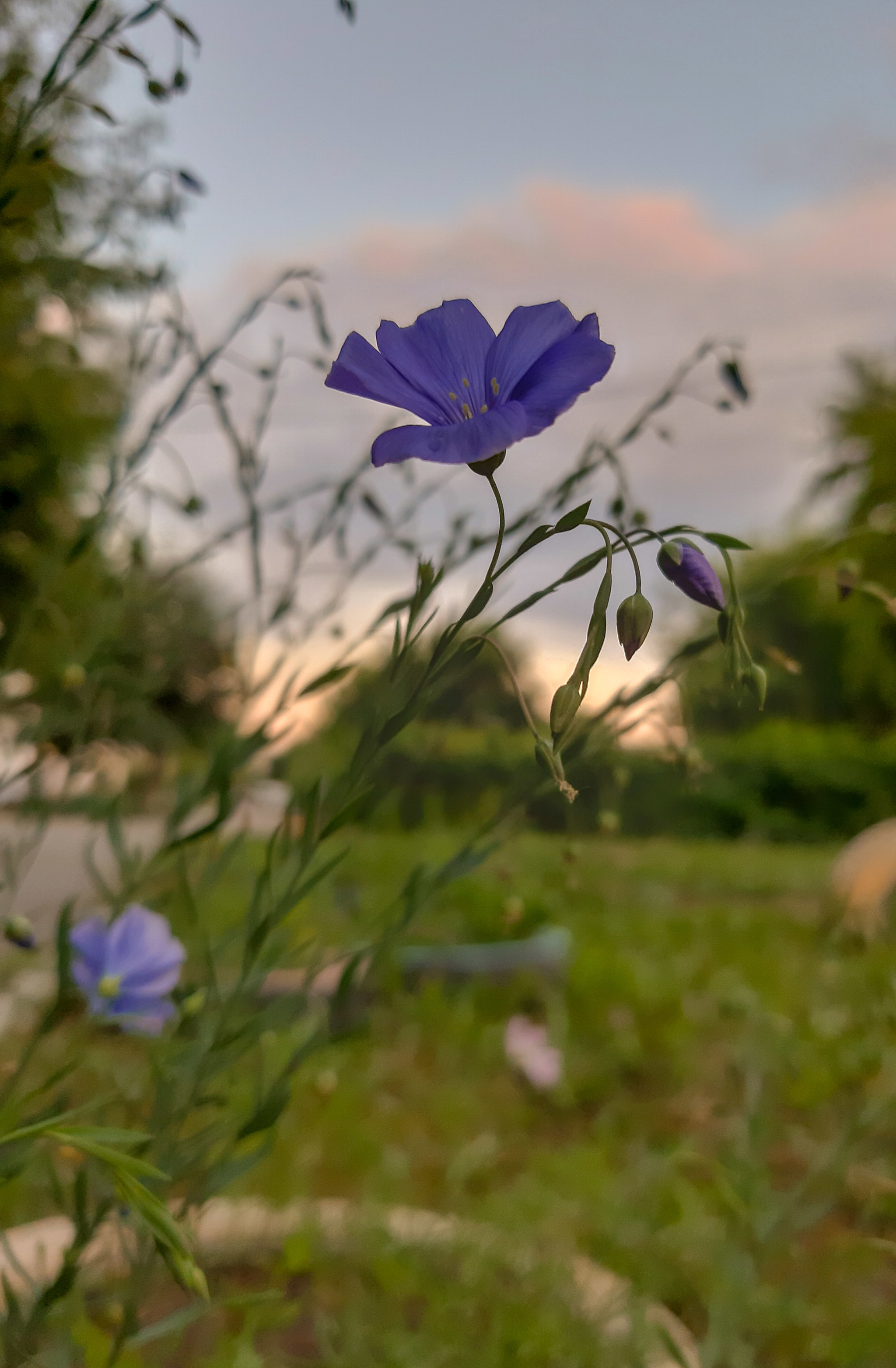 I'm tired of coming up with post titles :D - My, Flowers, Mound, Nature, Walk, Longpost