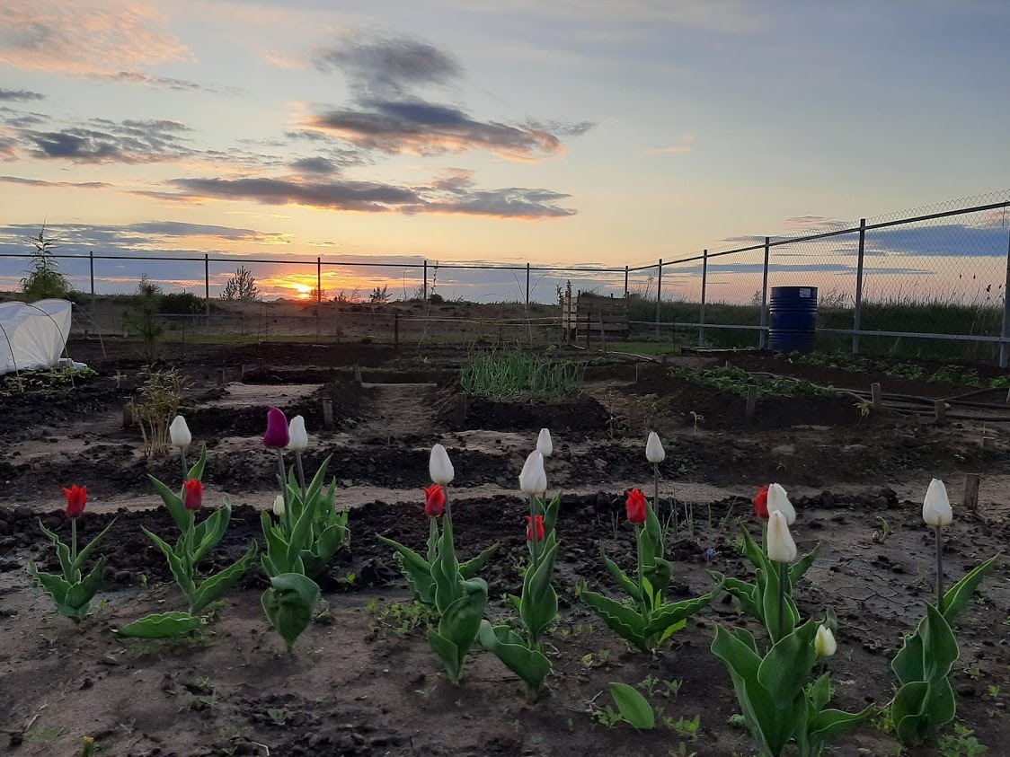 Development of a land plot from scratch. First results. Part 3 - My, Dacha, Growing, Flowers, Longpost